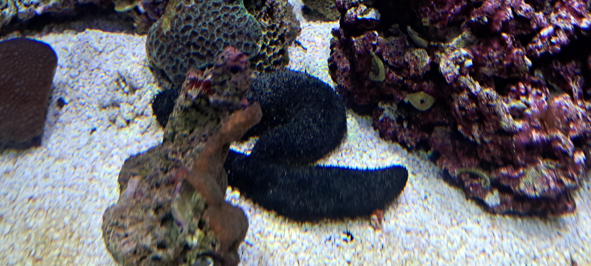 Black Sea Cucumber