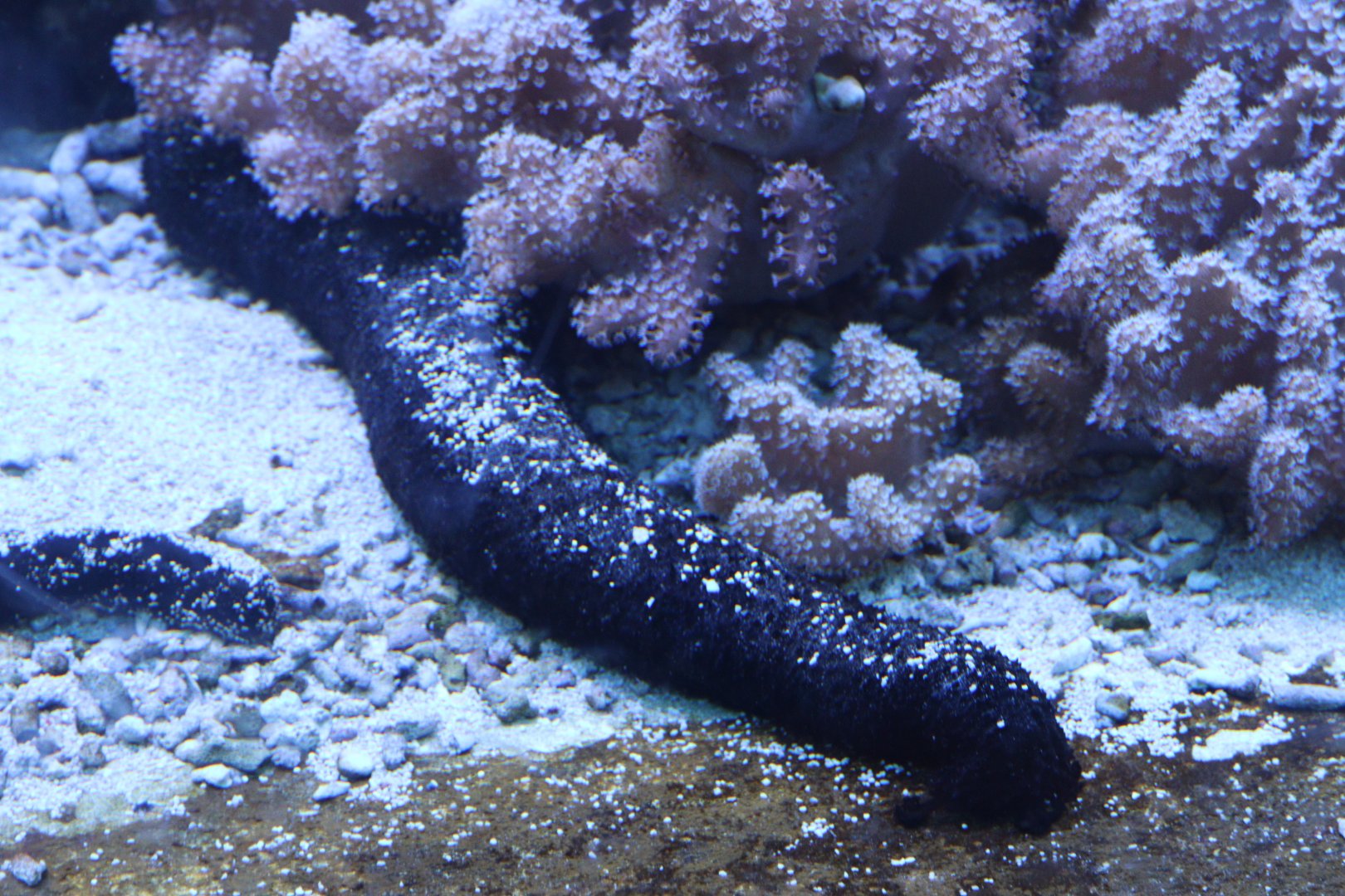 Black Sea Cucumber