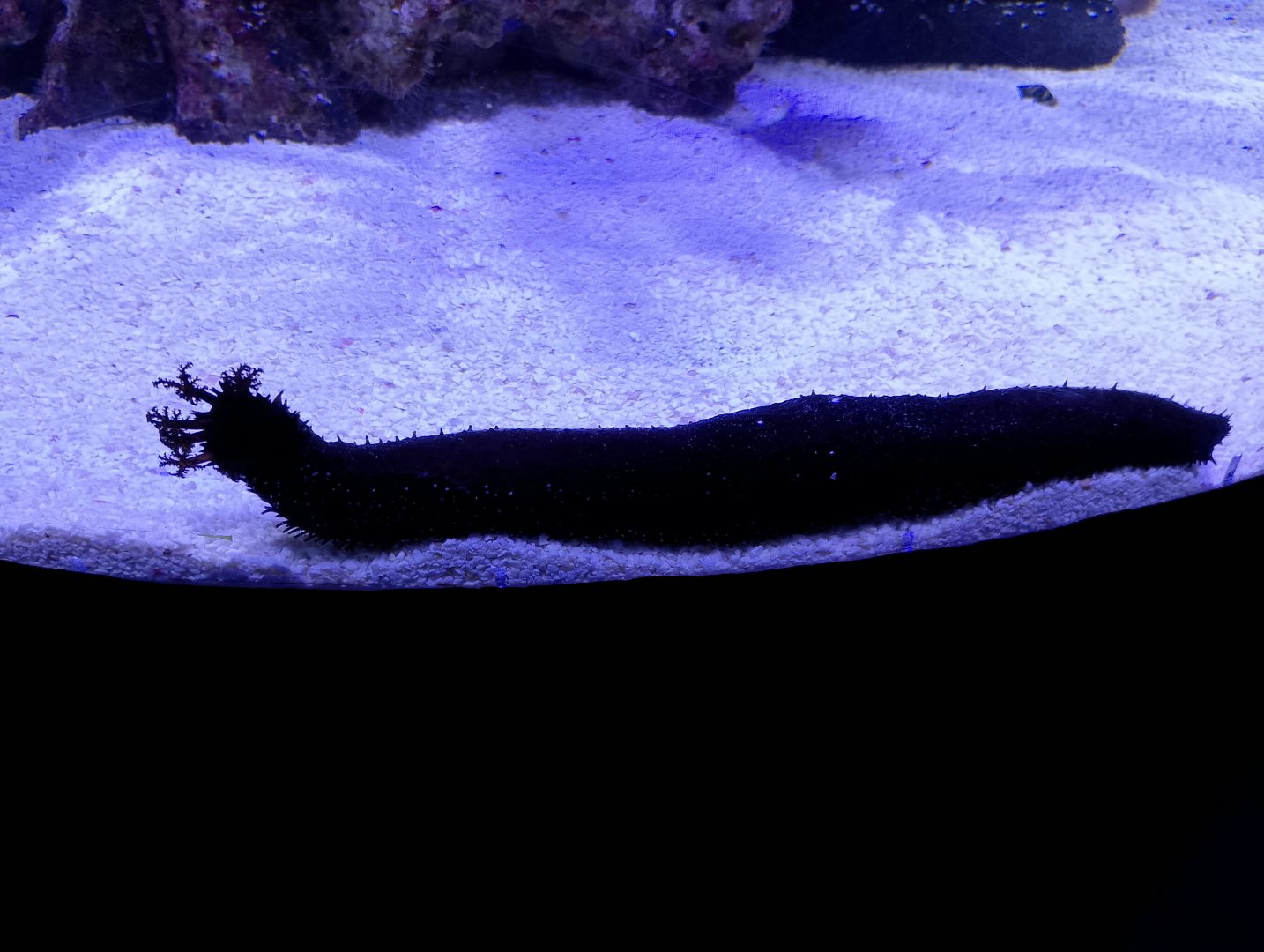 Black sea cucumber