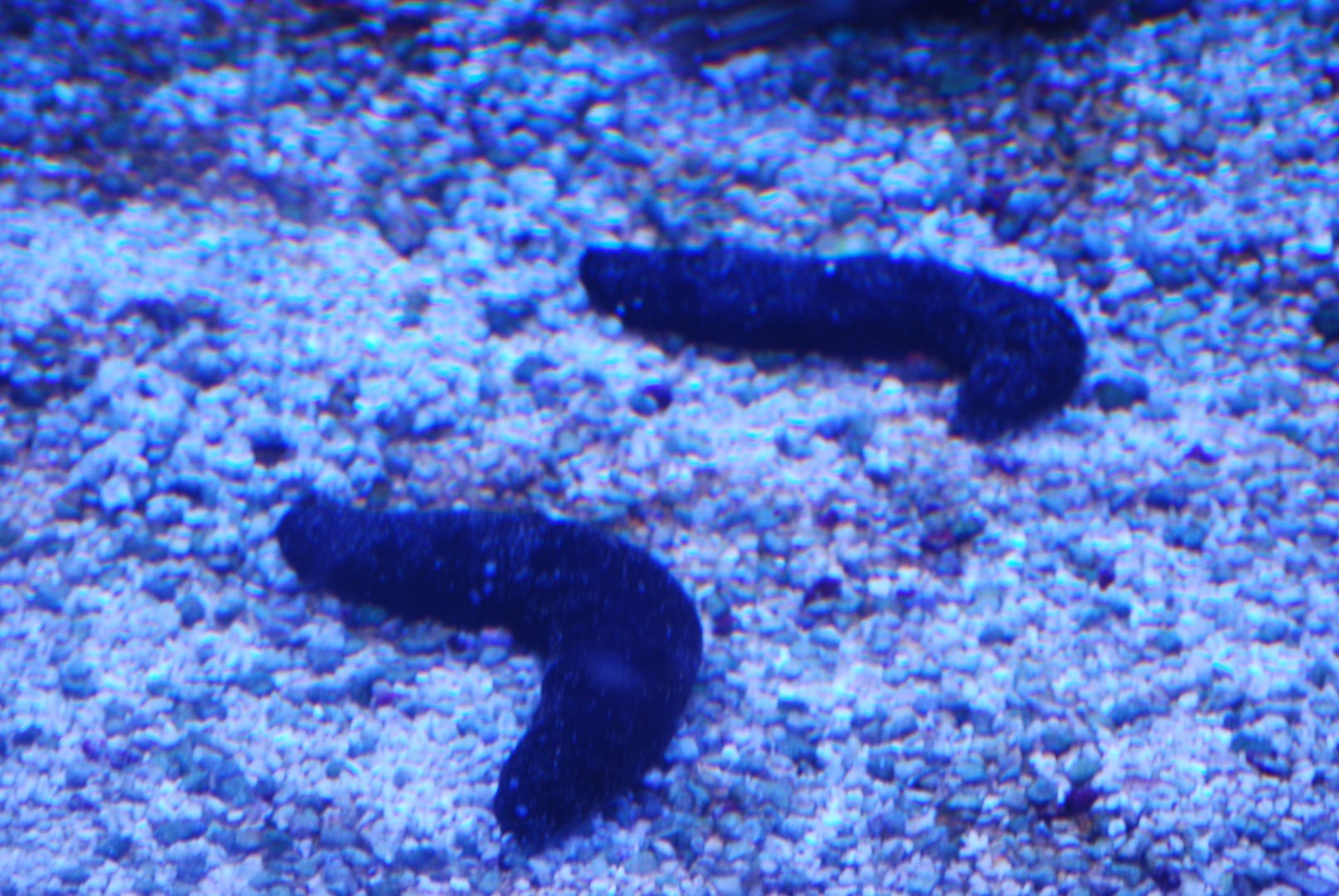 Black sea cucumbers