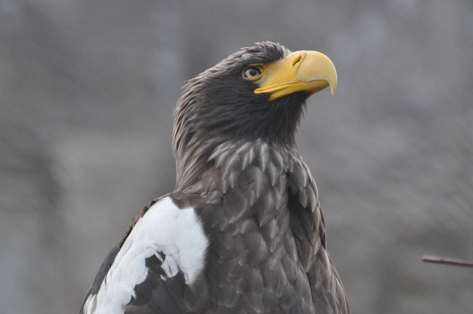 Black sea eagle/ Haliaeetus pelagicus