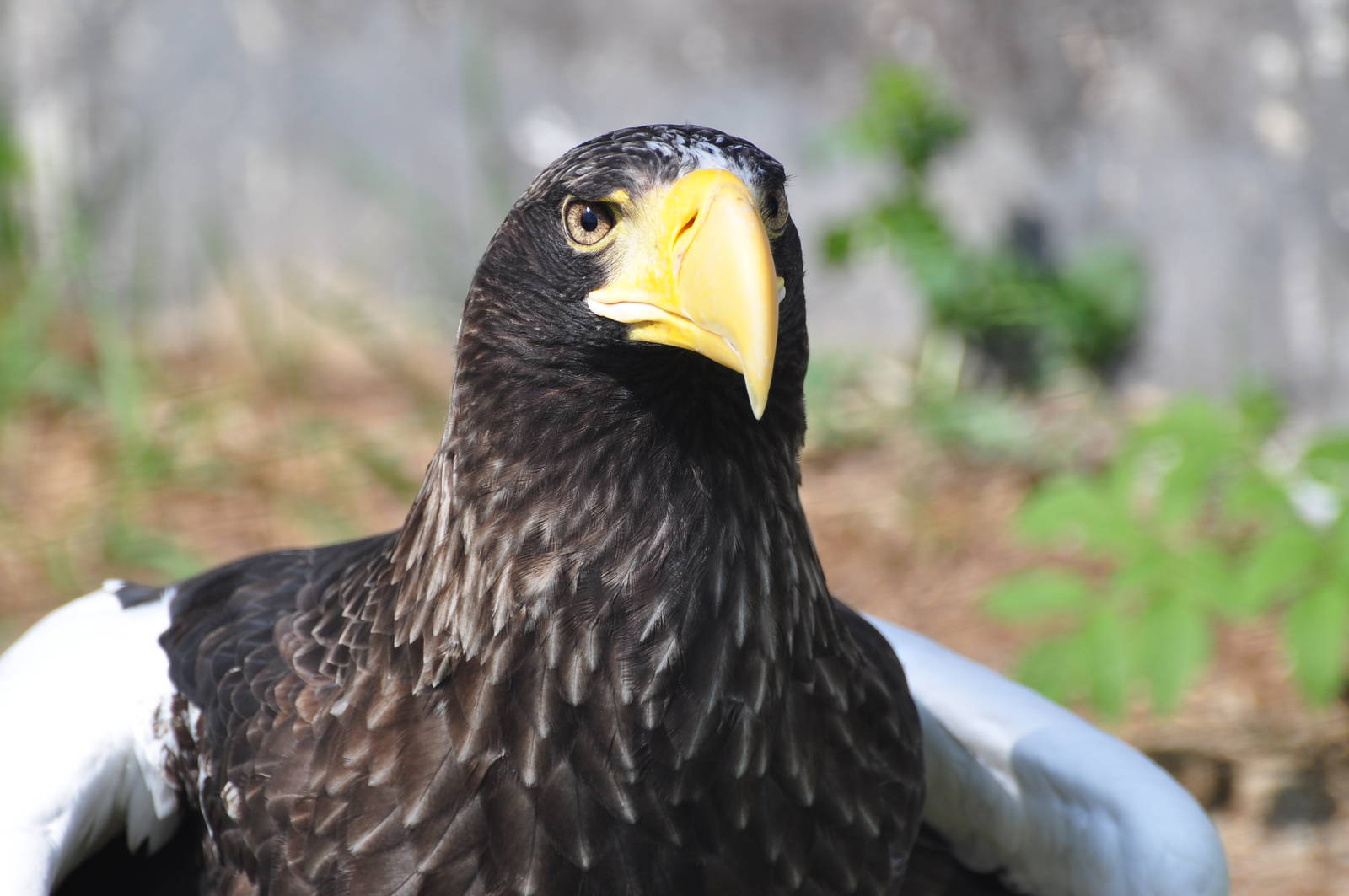 Black sea eagle/ Haliaeetus pelagicus