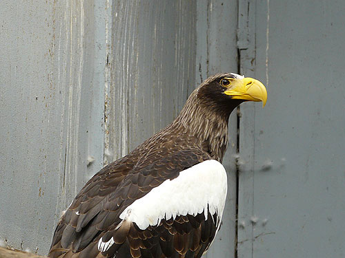 Black Sea Eagle in Kishinev Zoo
