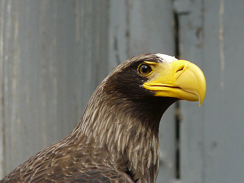 Black Sea Eagle in Kishinev Zoo