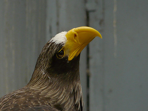 Black Sea Eagle in Kishinev Zoo