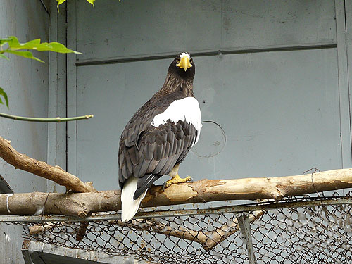 Black Sea Eagle in Kishinev Zoo