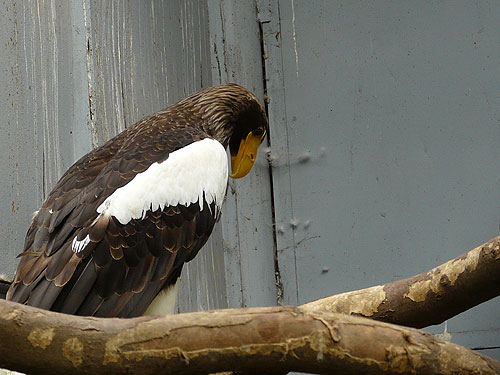 Black Sea Eagle in Kishinev Zoo