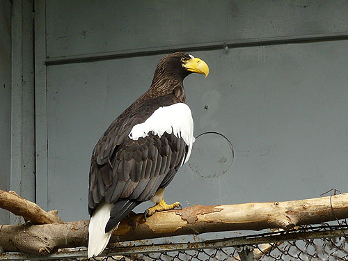 Black Sea Eagle in Kishinev Zoo