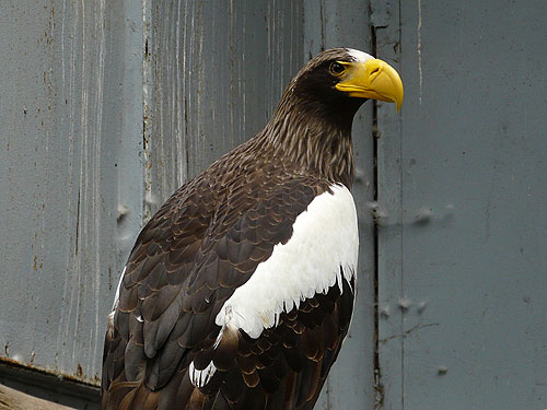 Black Sea Eagle in Kishinev Zoo