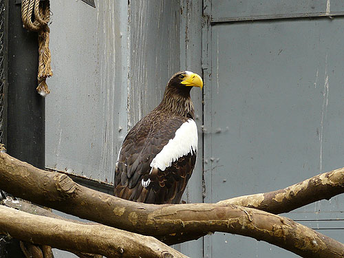 Black Sea Eagle in Kishinev Zoo