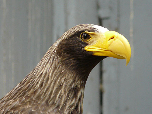 Black Sea Eagle in Kishinev Zoo