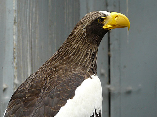 Black Sea Eagle in Kishinev Zoo