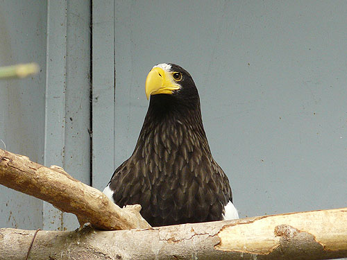 Black Sea Eagle in Kishinev Zoo