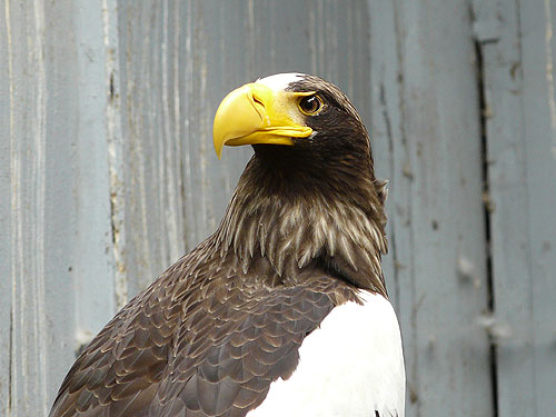 Black Sea Eagle in Kishinev Zoo