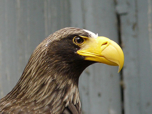 Black Sea Eagle in Kishinev Zoo