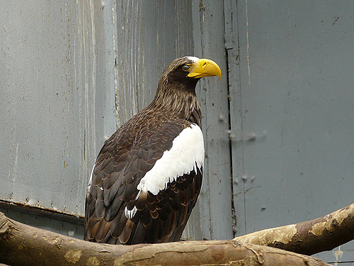 Black Sea Eagle in Kishinev Zoo