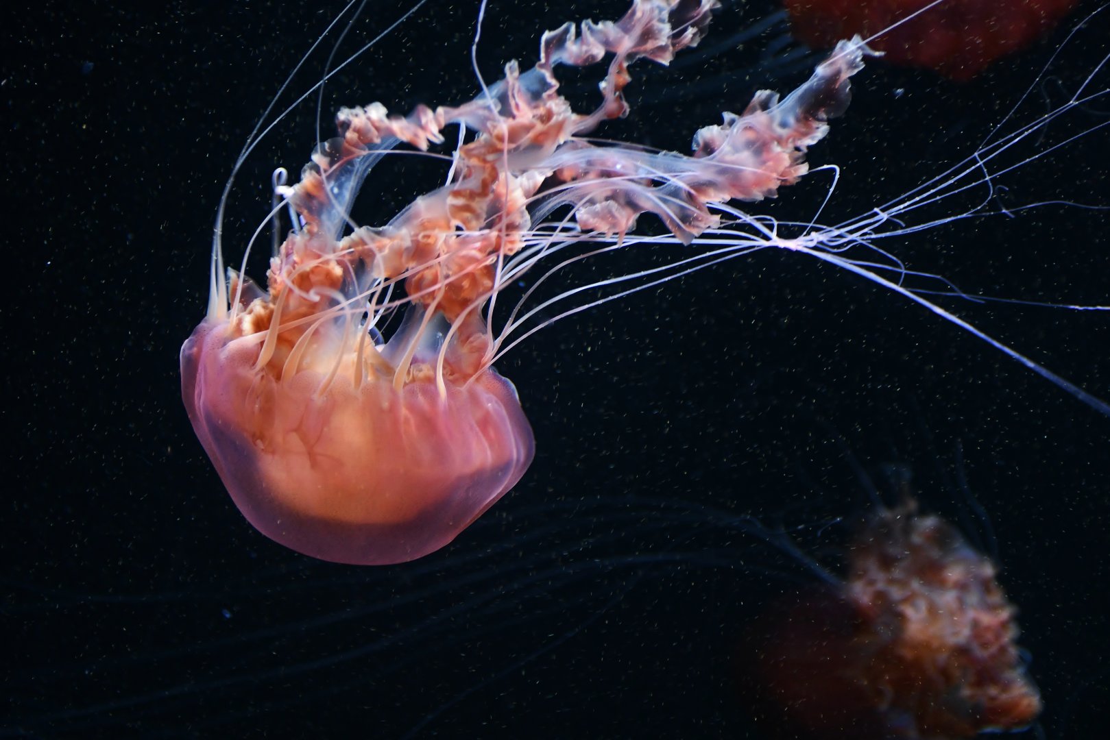 Black Sea Nettle (Chrysaora achlyos)