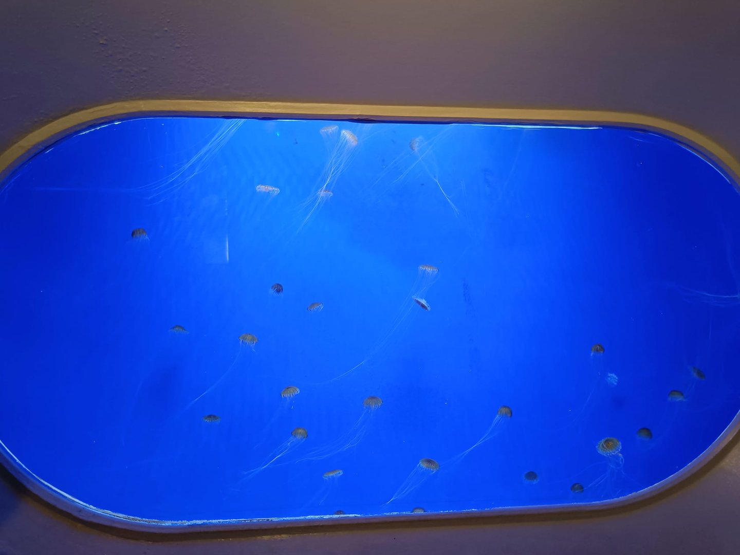 Black Sea Nettle tank