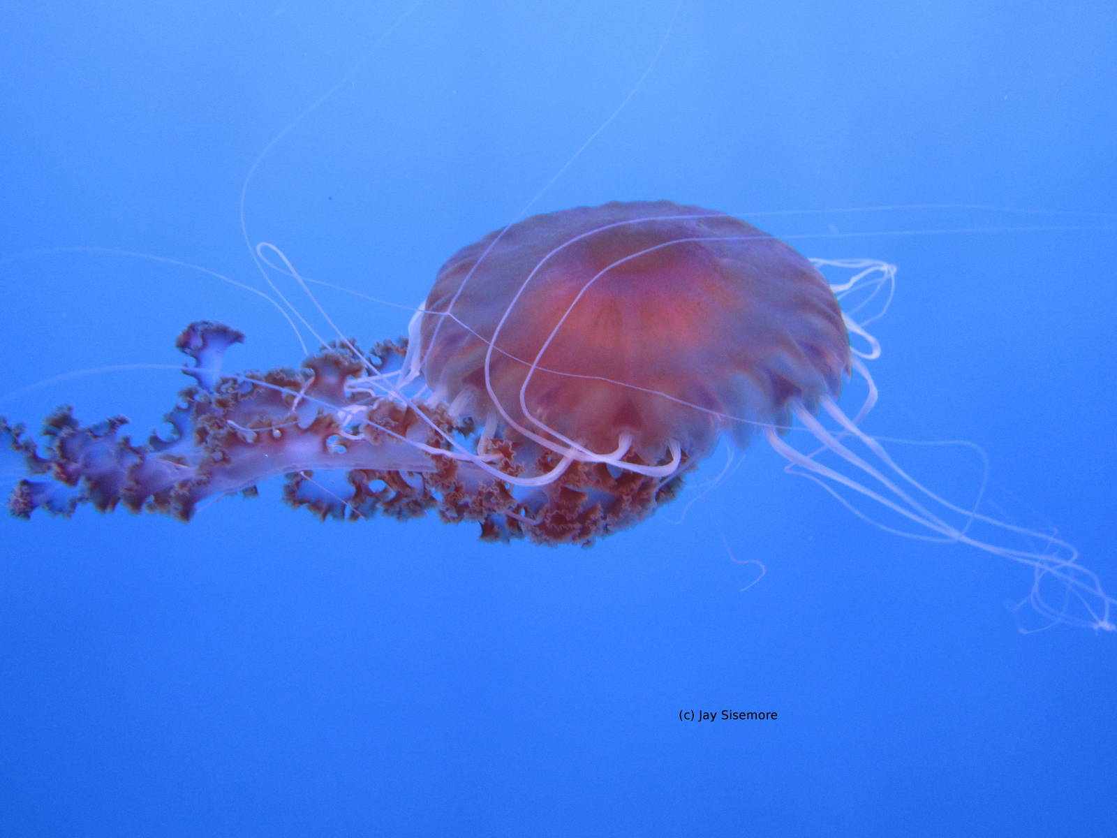 Black Sea Nettle