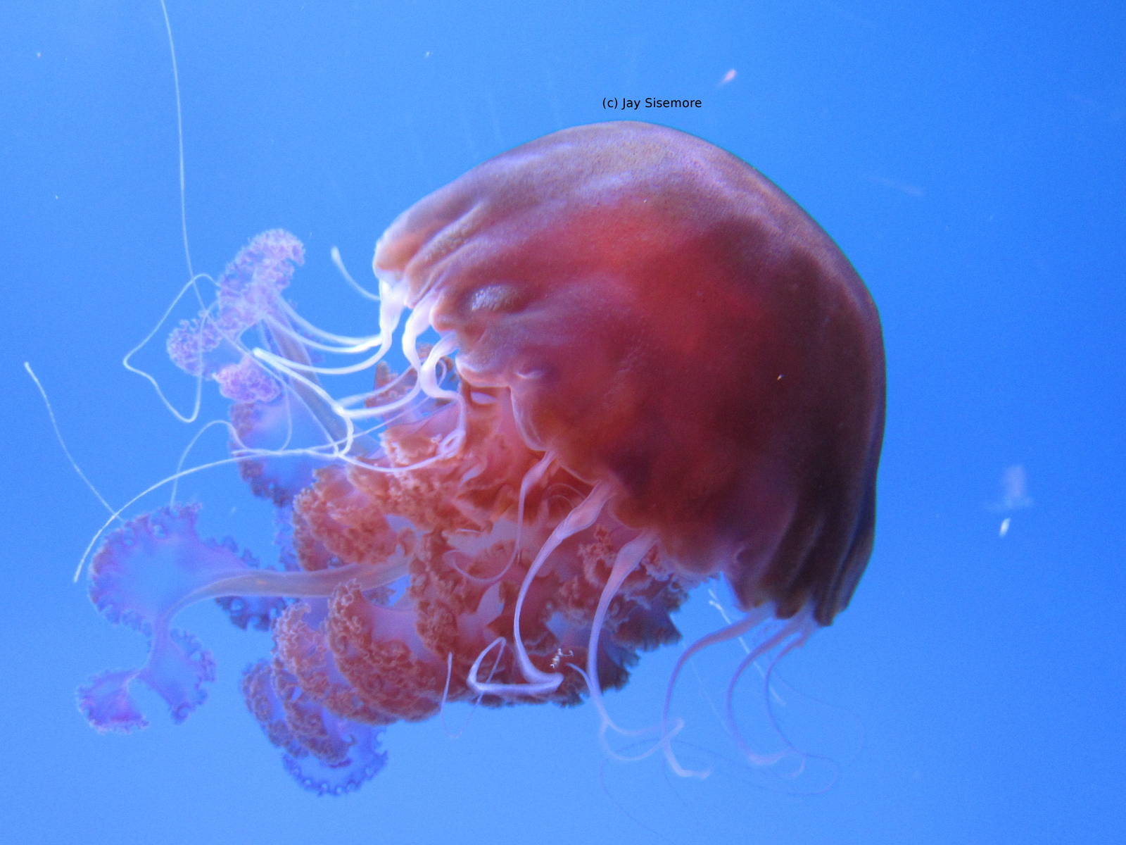 Black Sea Nettle