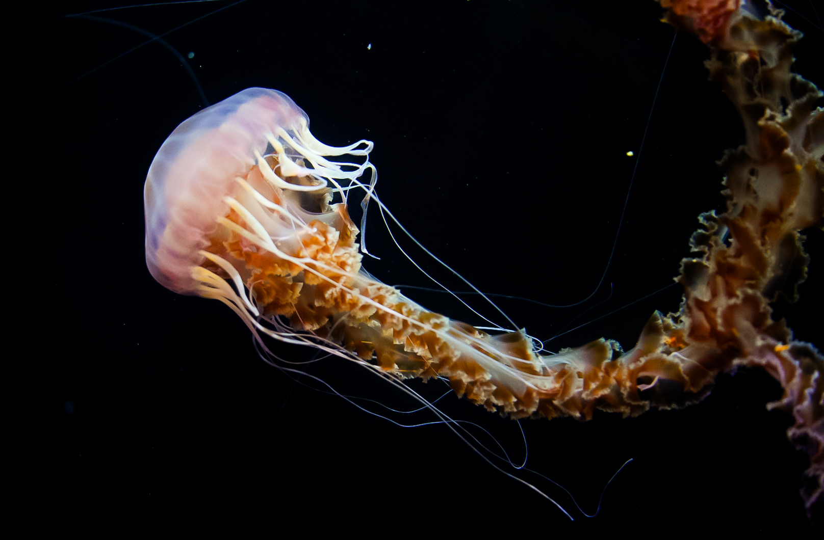 Black Sea Nettle