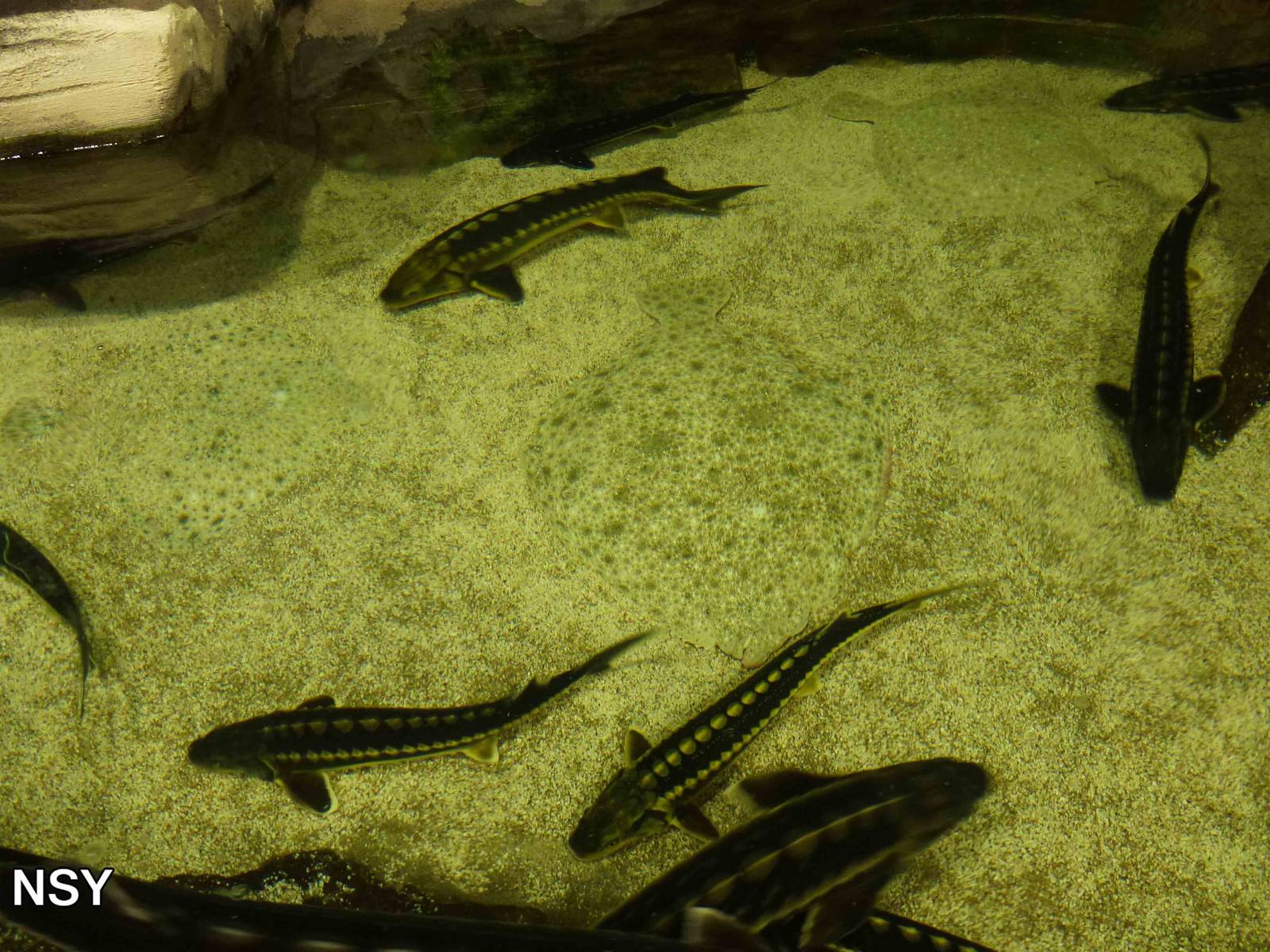 Black Sea tank, June 2013.