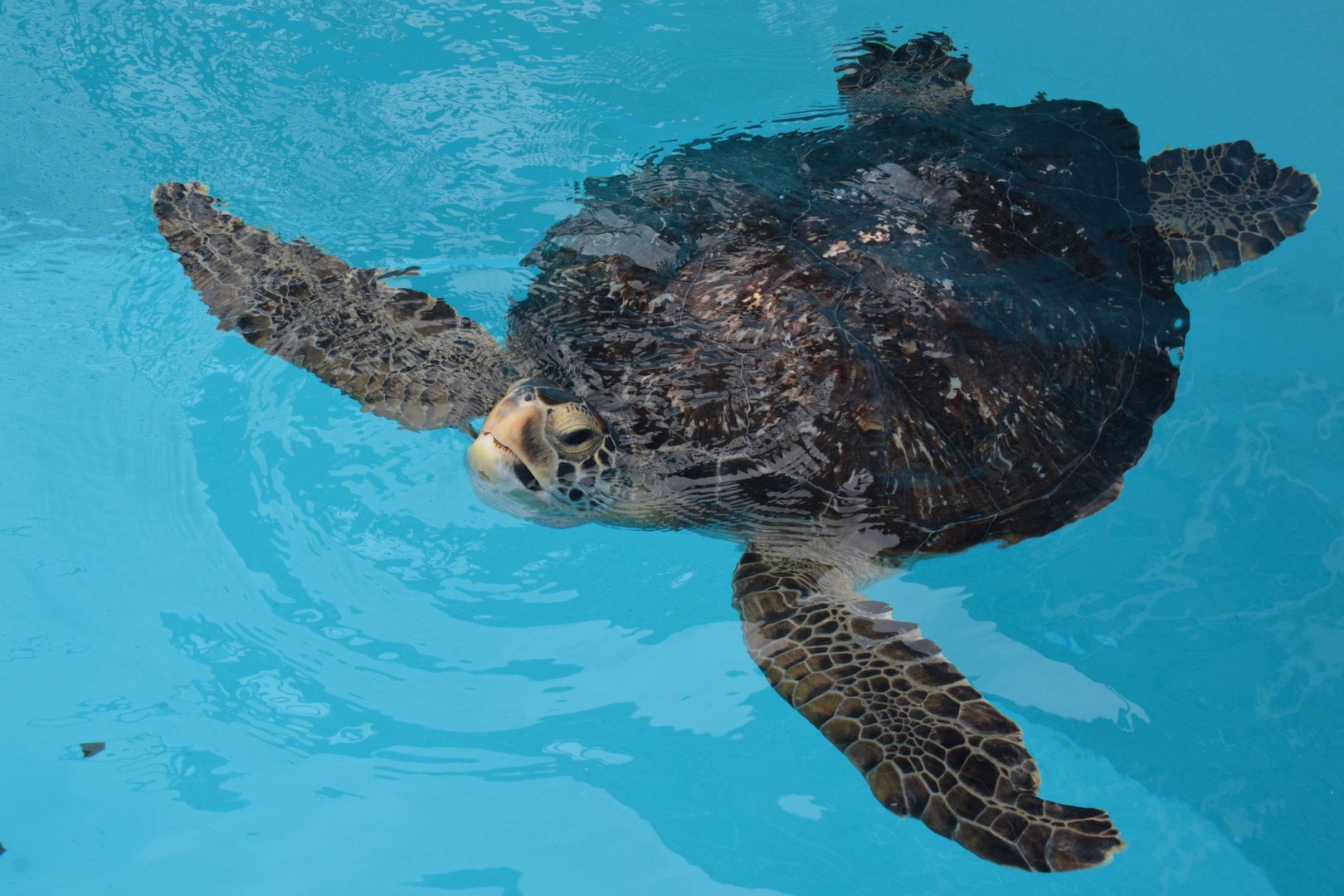 Black sea turtle (Chelonia mydas 'agassizii')