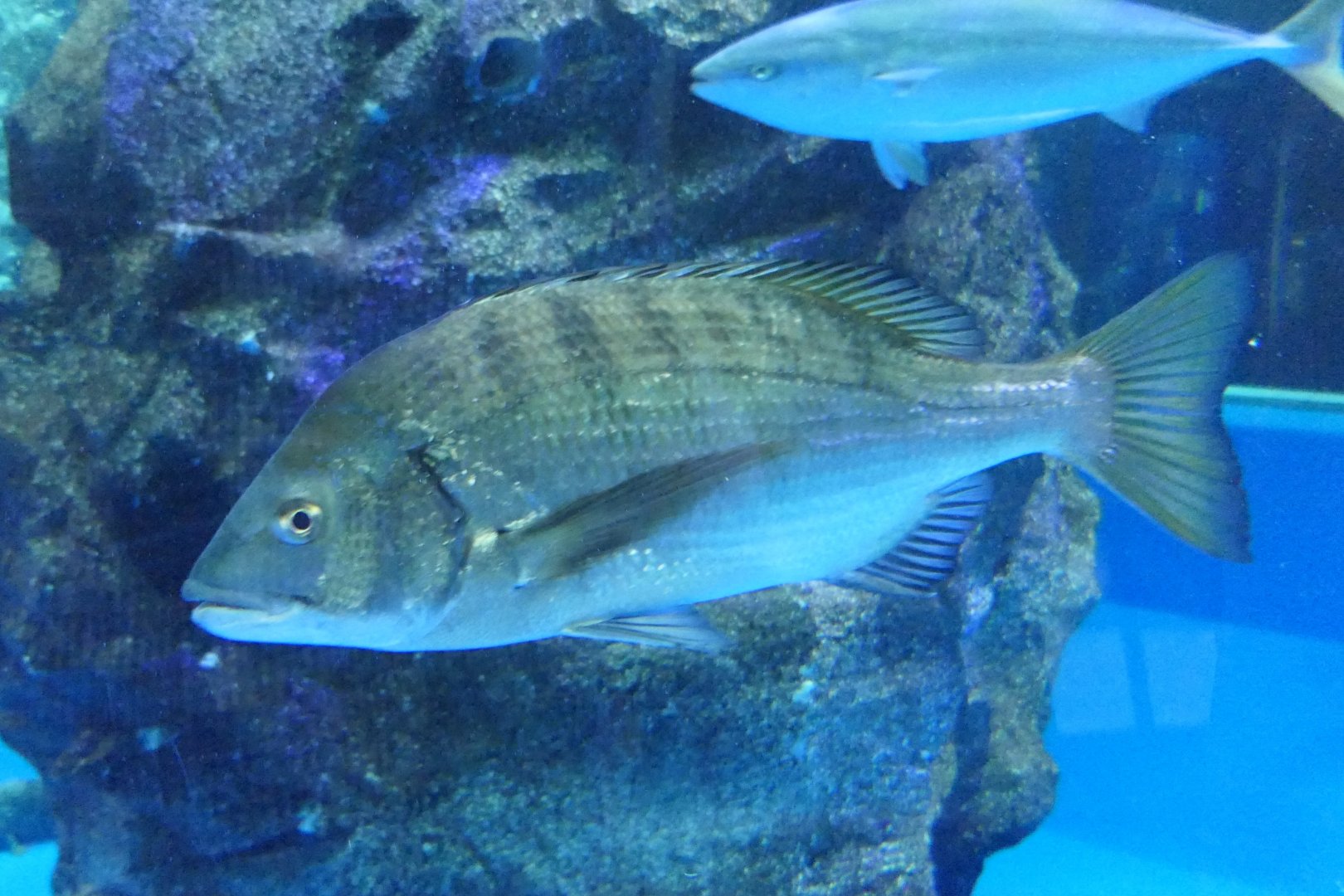 Black Seabream (Acanthopagrus schlegelii)