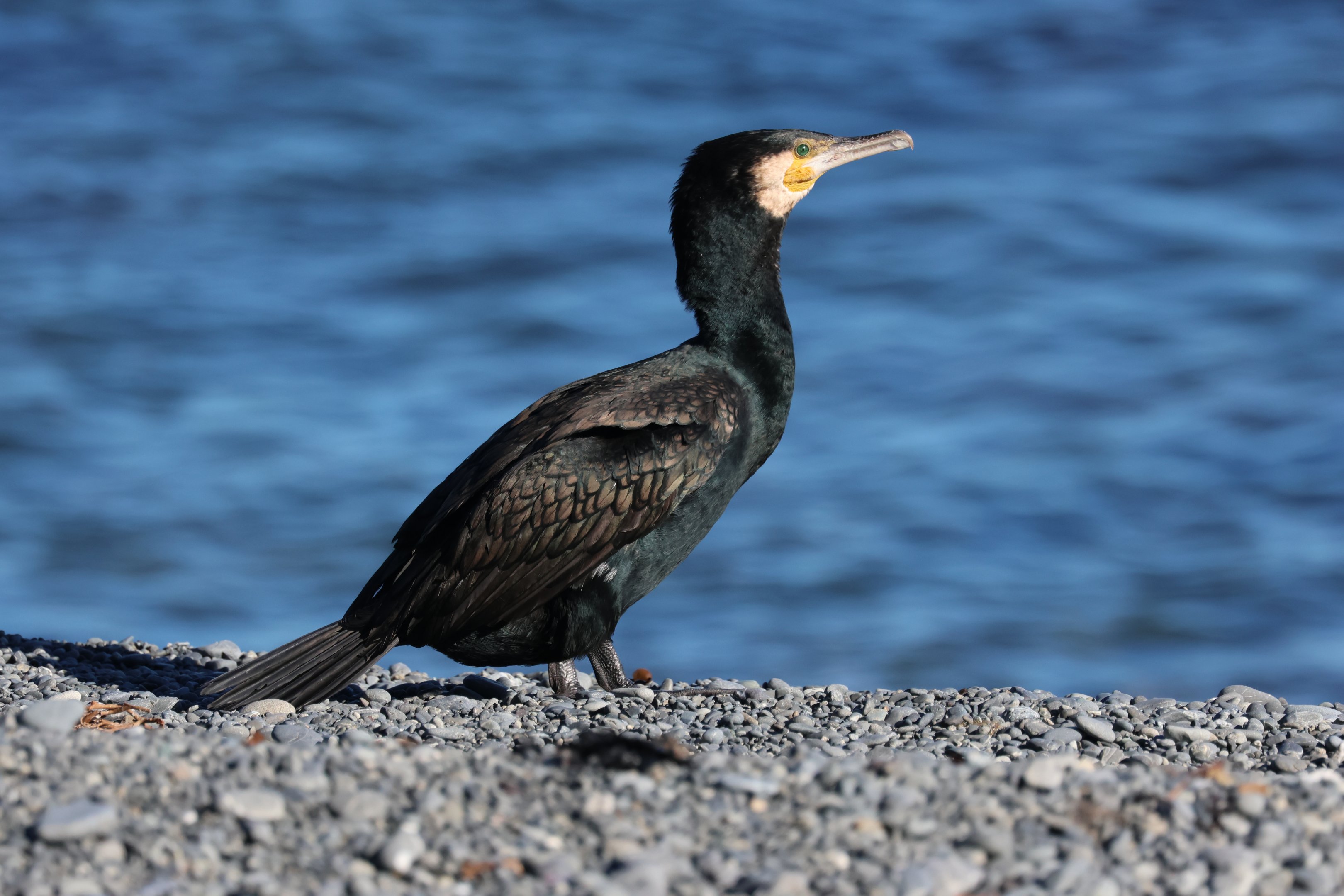 Black Shag (Phalacrocorax carbo novaehollandiae), Pencarrow Coast Road (Lower Hutt, Wellington)