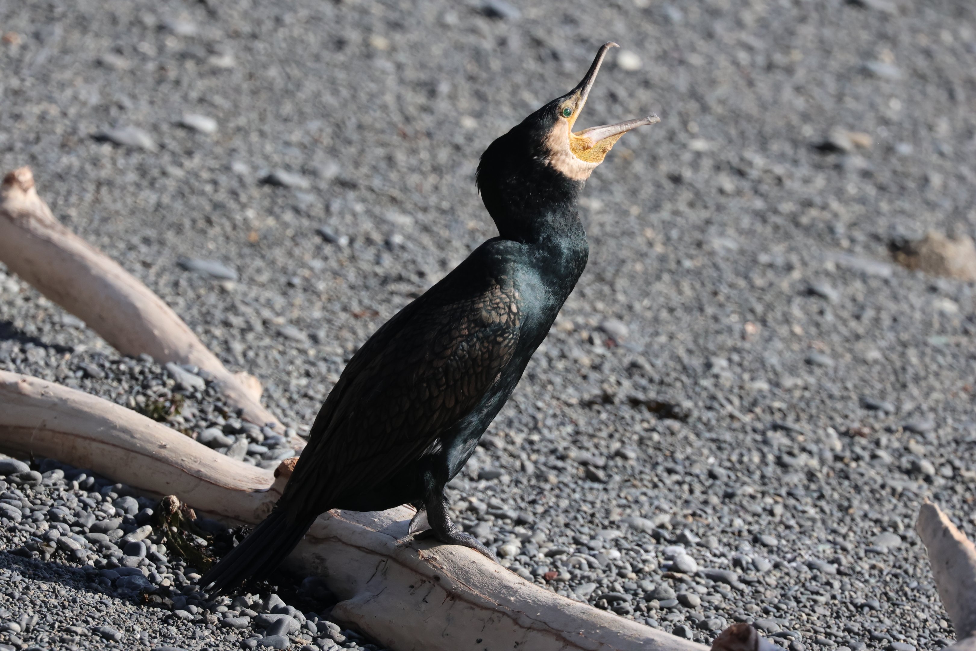 Black Shag (Phalacrocorax carbo novaehollandiae), Pencarrow Coast Road (Lower Hutt, Wellington)