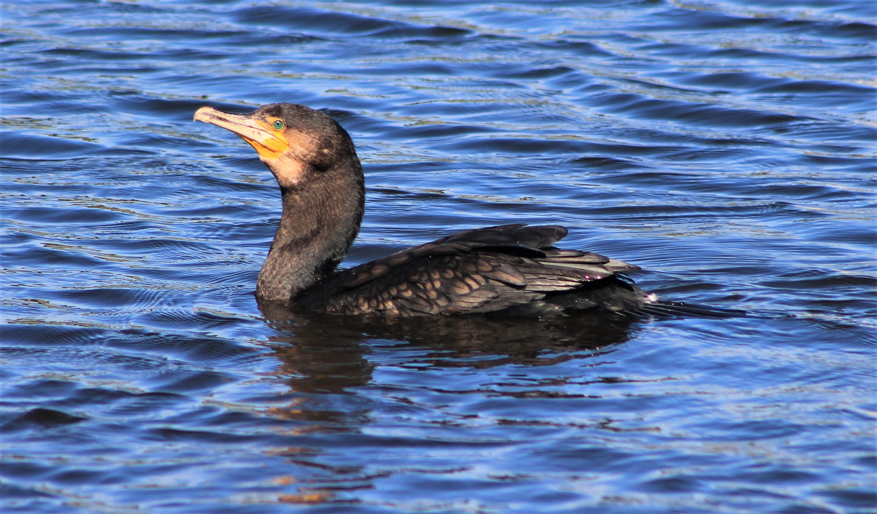 Black Shag (Phalacrocorax carbo)