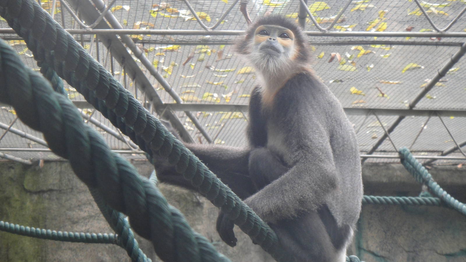Black-shanked douc at Nanning zoo 2013-4-27