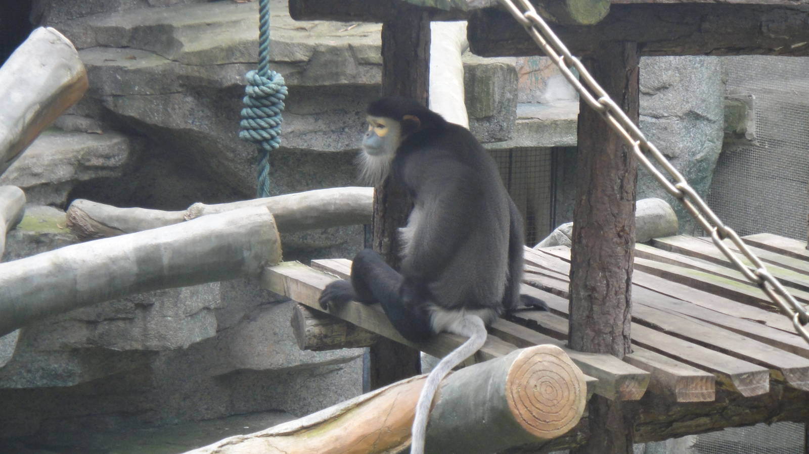 Black-shanked douc at Nanning zoo 2013-4-27