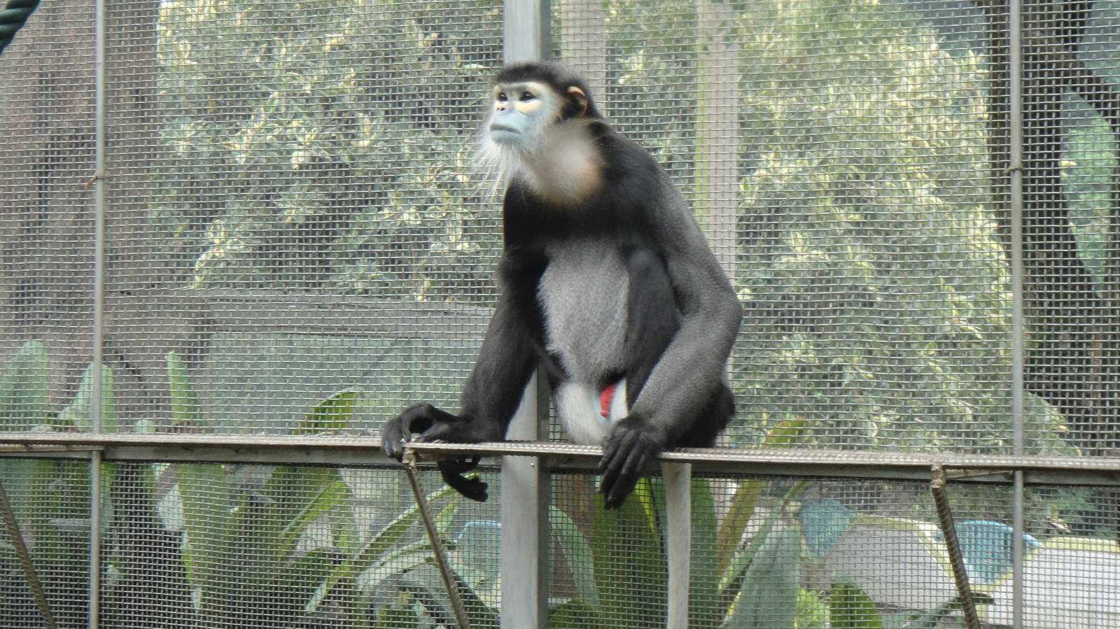 Black-shanked douc at Nanning zoo 2013-4-27