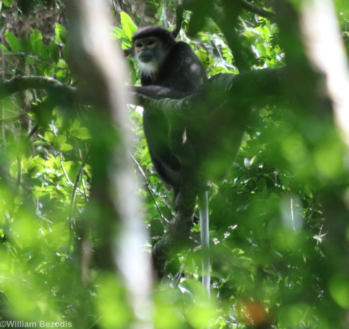 Black-shanked Douc - Cat Tien