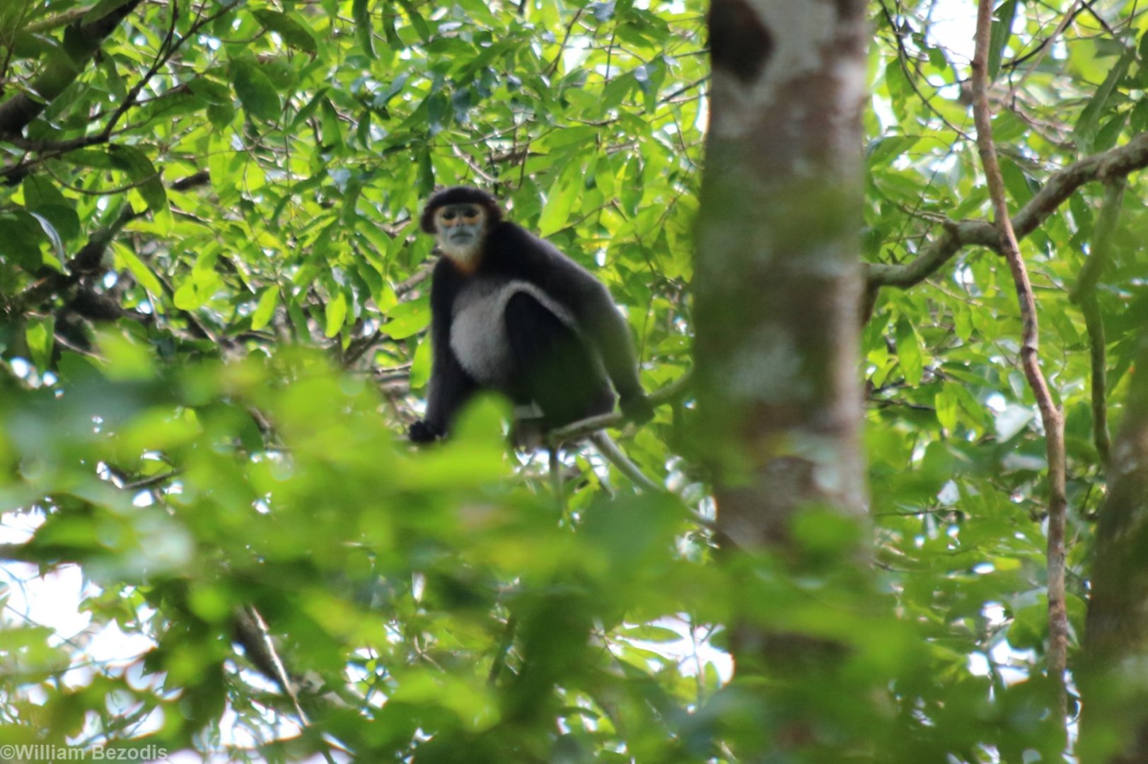 Black-shanked Douc - Cat Tien
