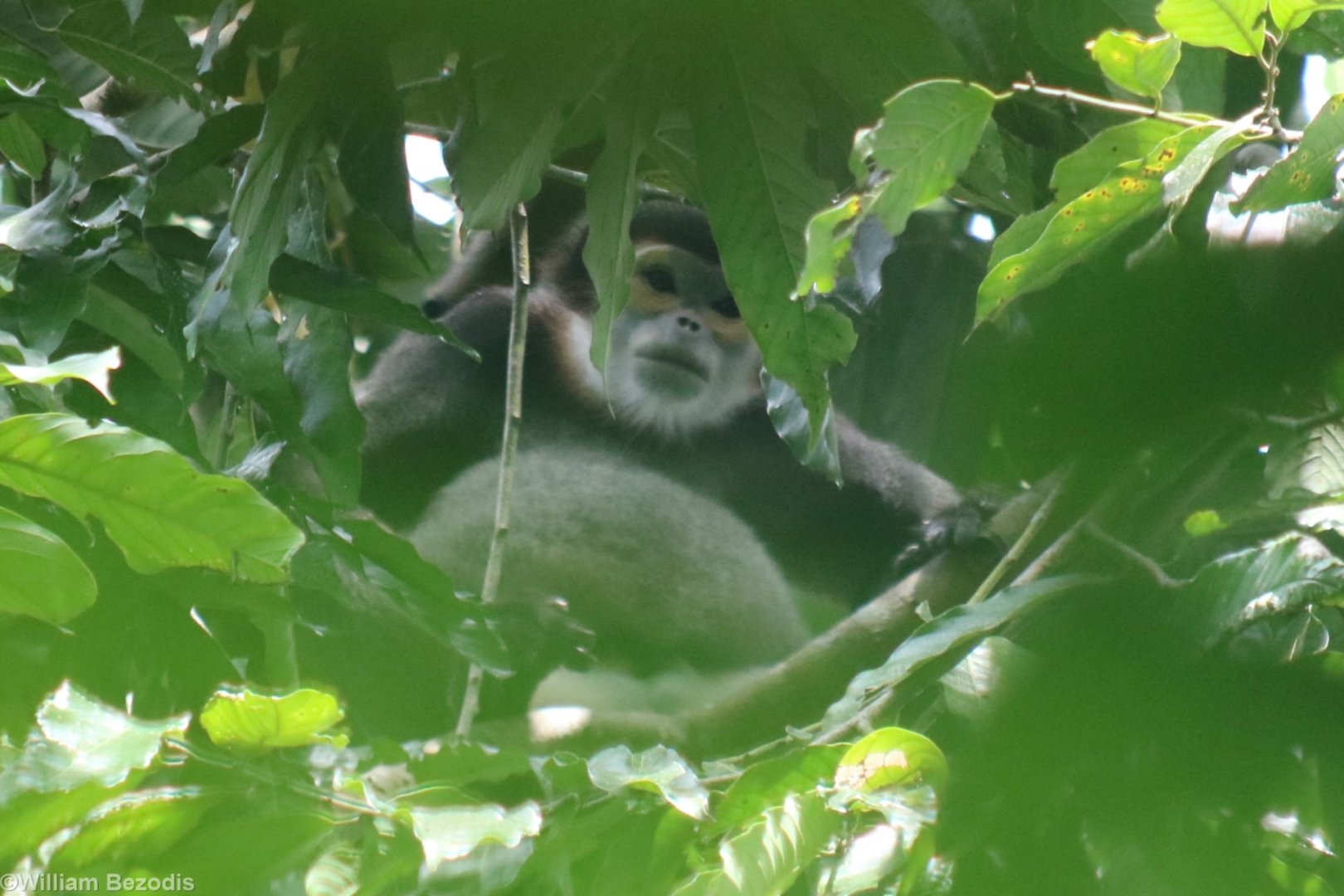 Black-shanked Douc - Cat Tien