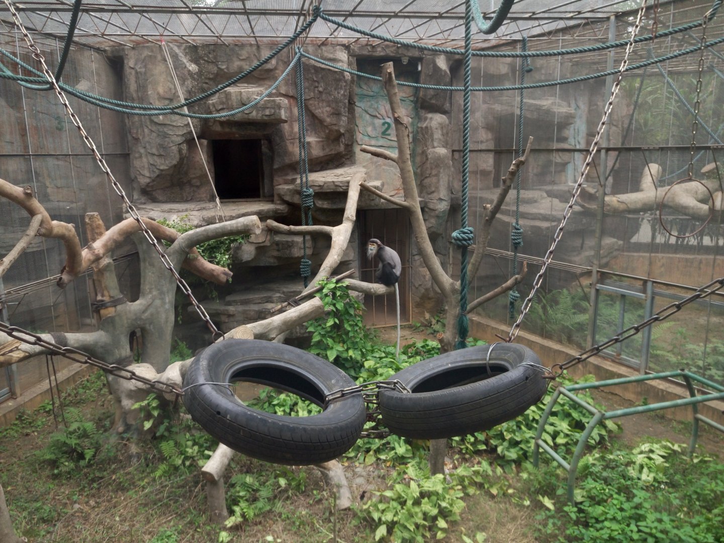 Black-shanked douc exhibit