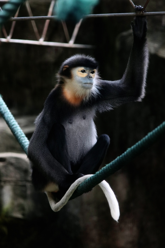 Black-shanked douc female