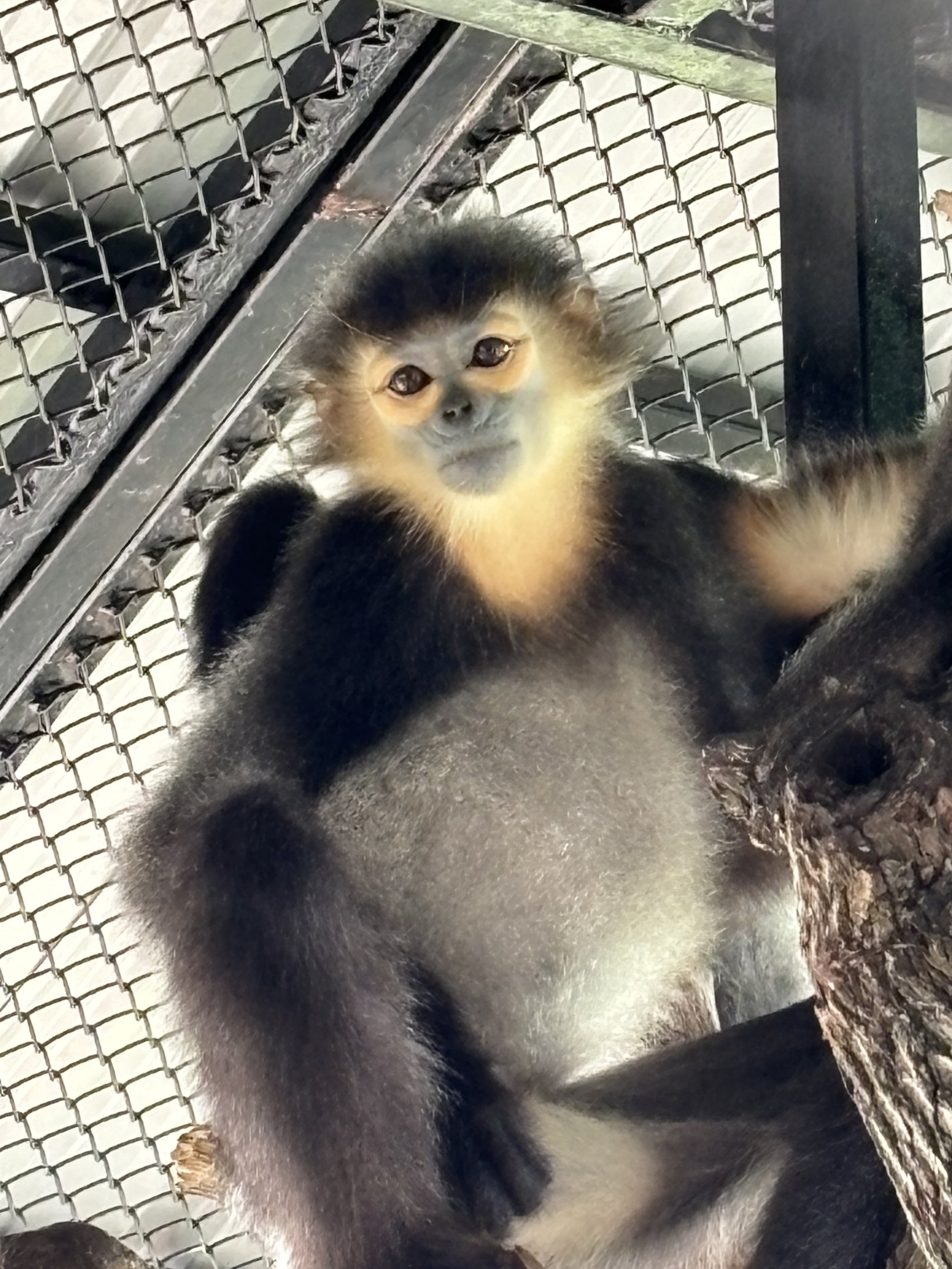 Black-shanked Douc Langur - Lion Park