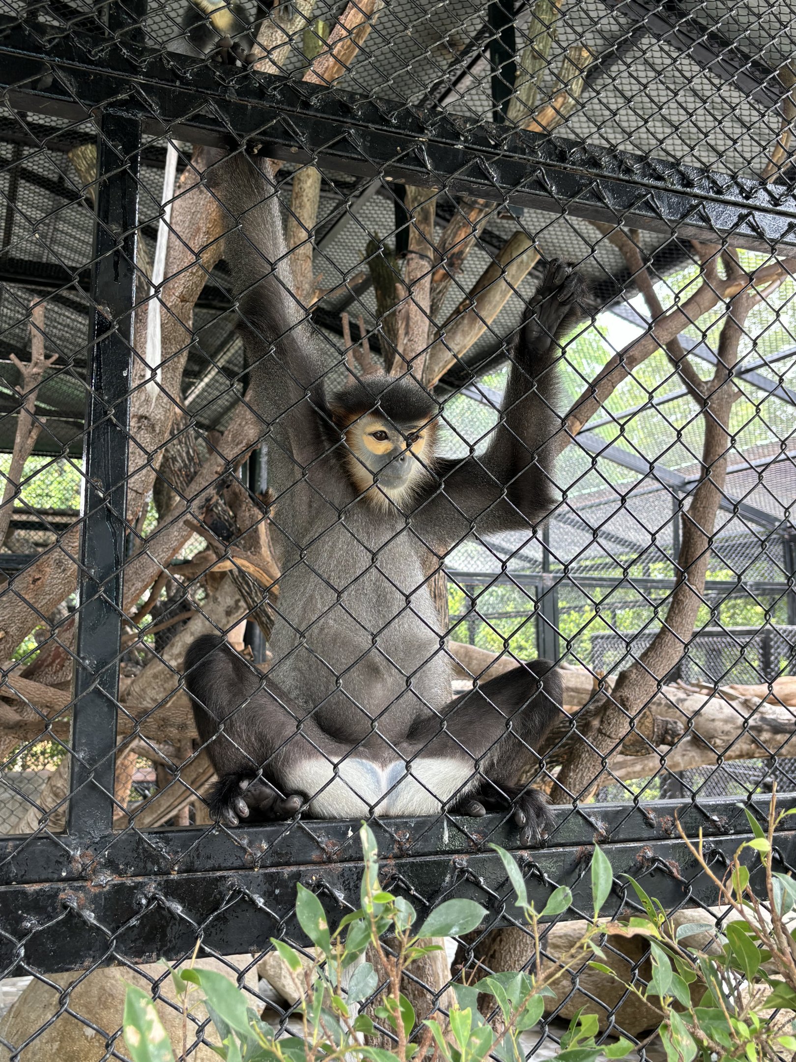 Black-shanked Douc Langur - Lion Park