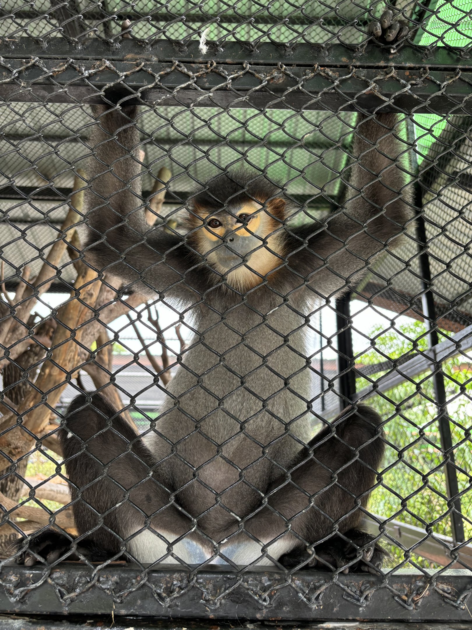 Black-shanked Douc Langur - Lion Park