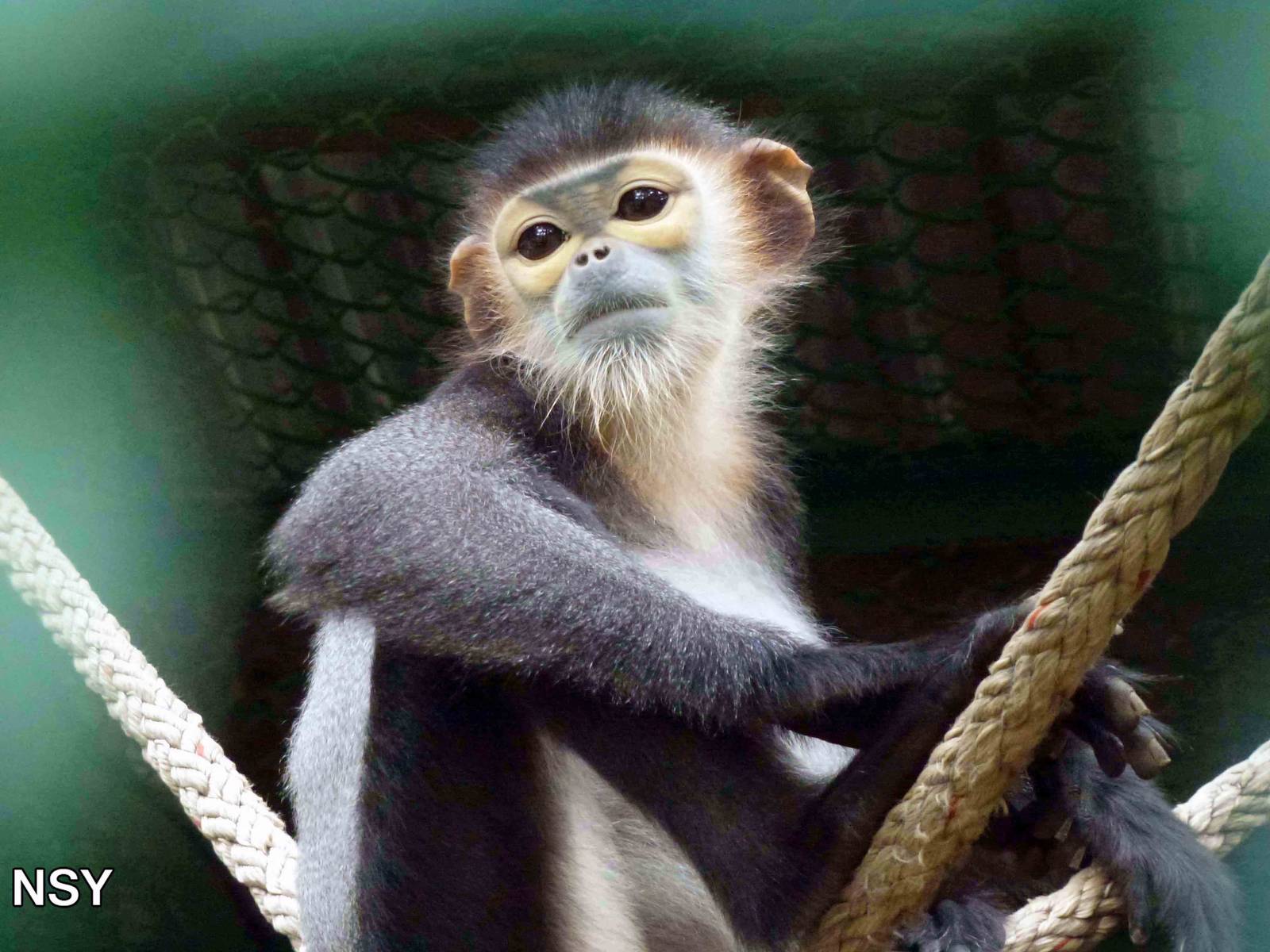 Black-shanked douc langur, May 2013.