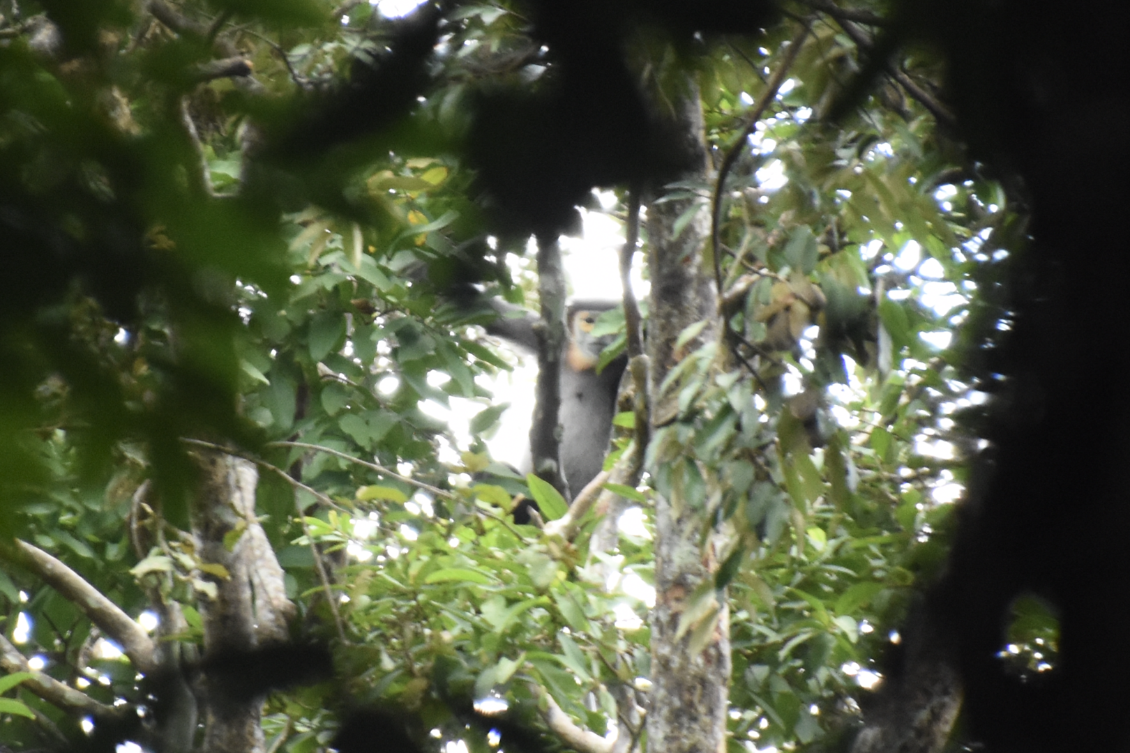 black-shanked douc langur (Pygathrix nigripes)