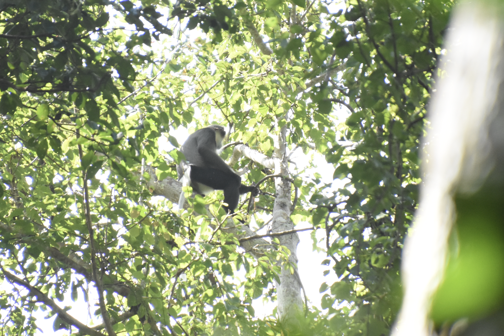 black-shanked douc langur (Pygathrix nigripes)