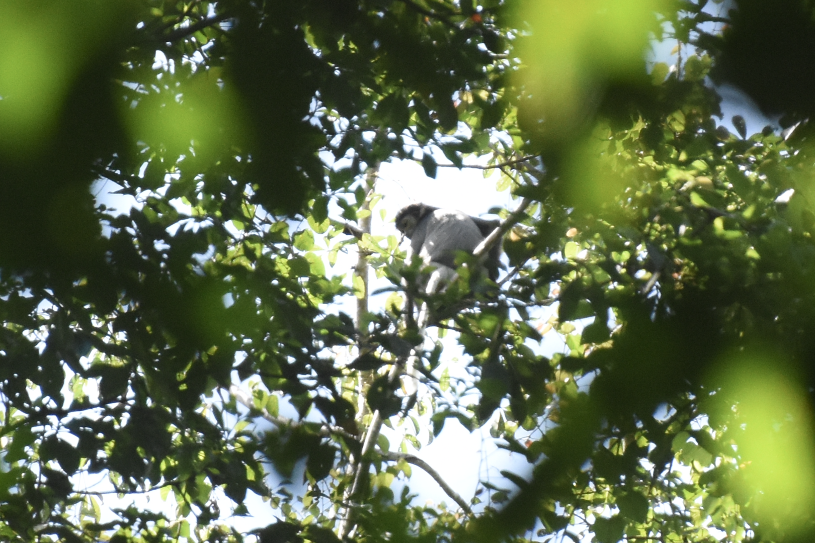 black-shanked douc langur (Pygathrix nigripes)