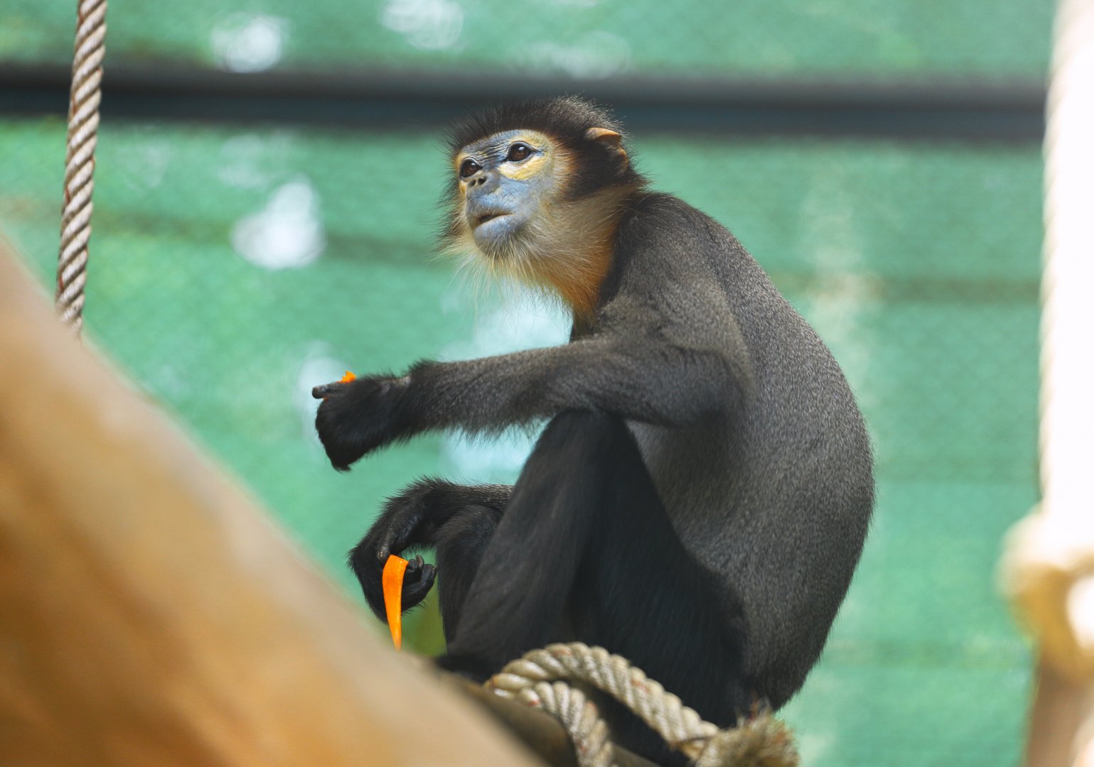Black-shanked Douc Langur