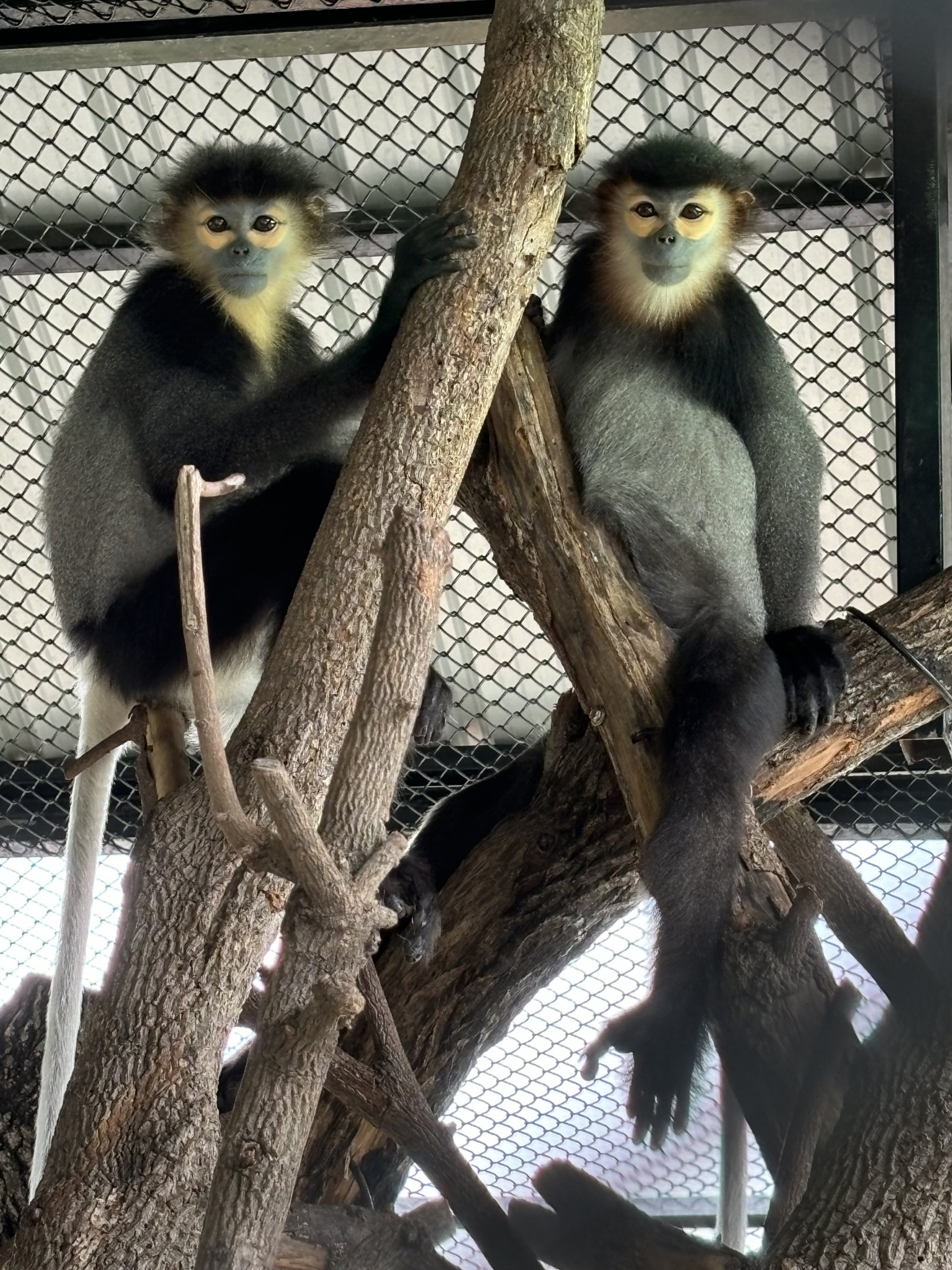Black-shanked Douc Langurs