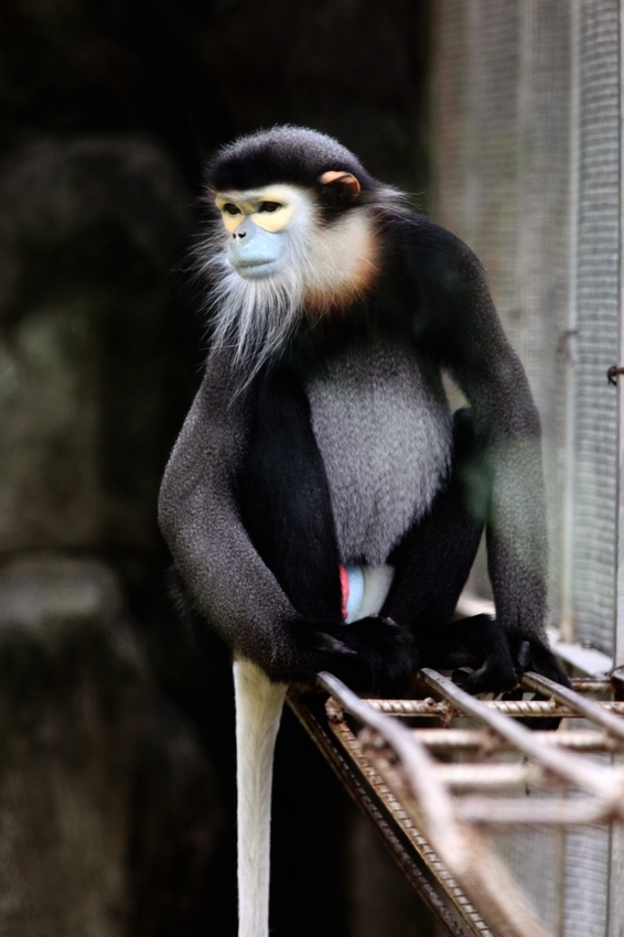 Black-shanked douc male