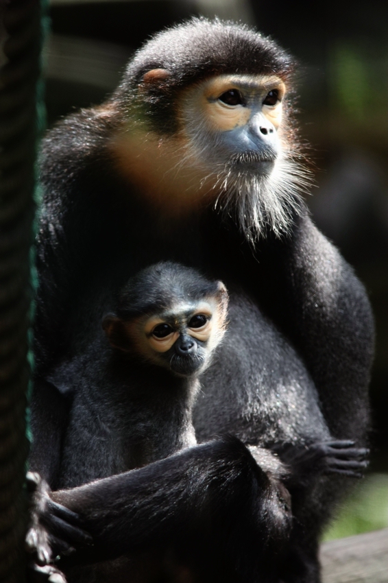 Black-shanked douc older cub and its mother